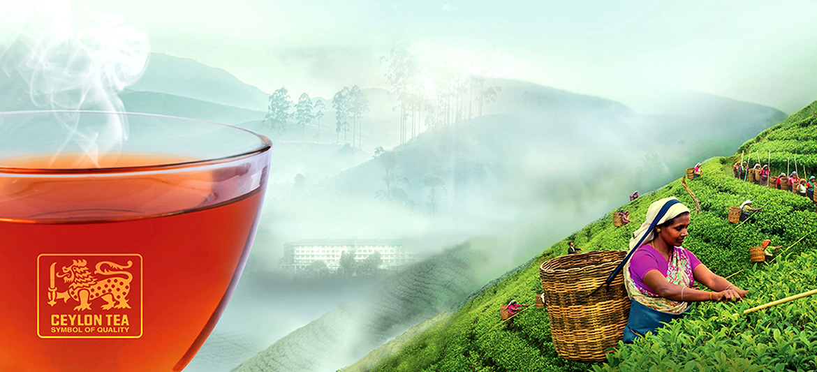 ABOUT US | CiHAN TEA